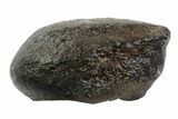 Fossil Whale Ear Bone - Miocene #95761-1